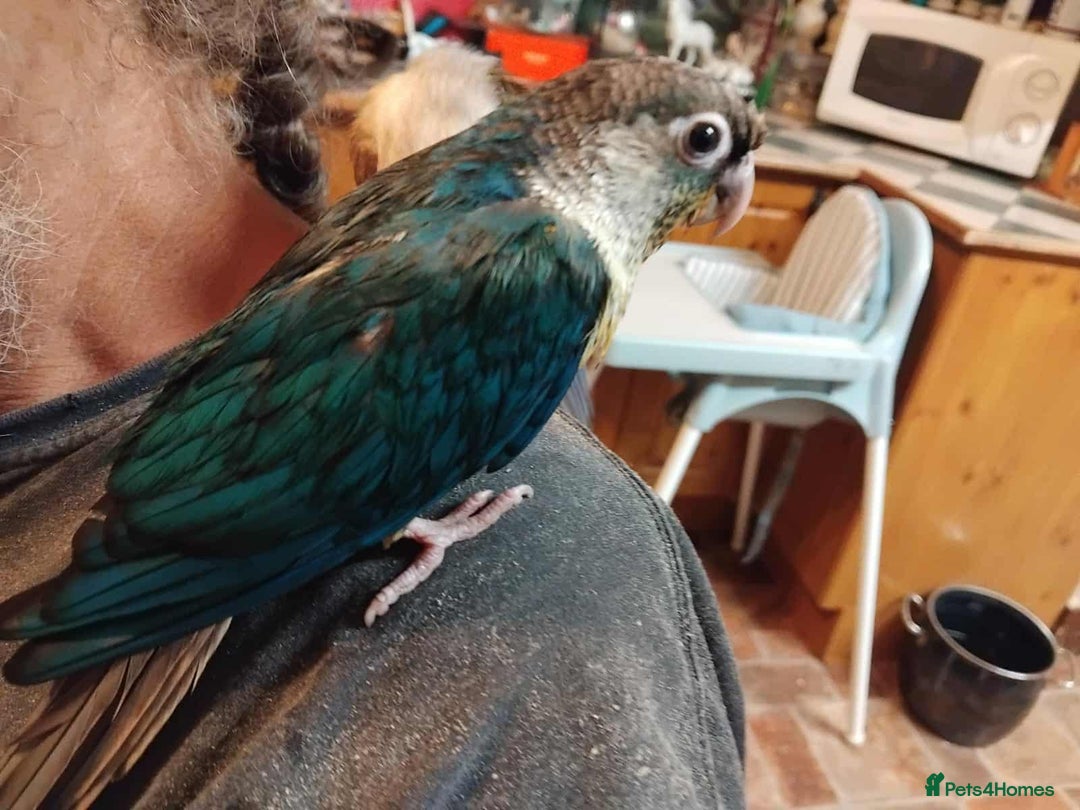 Parrots birds for sale: Hand reared Quaker and Conure chicks - Image 3