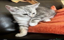 Mixed Breed cats for sale: Last 6 persian mix kittens ready now - Image 2
