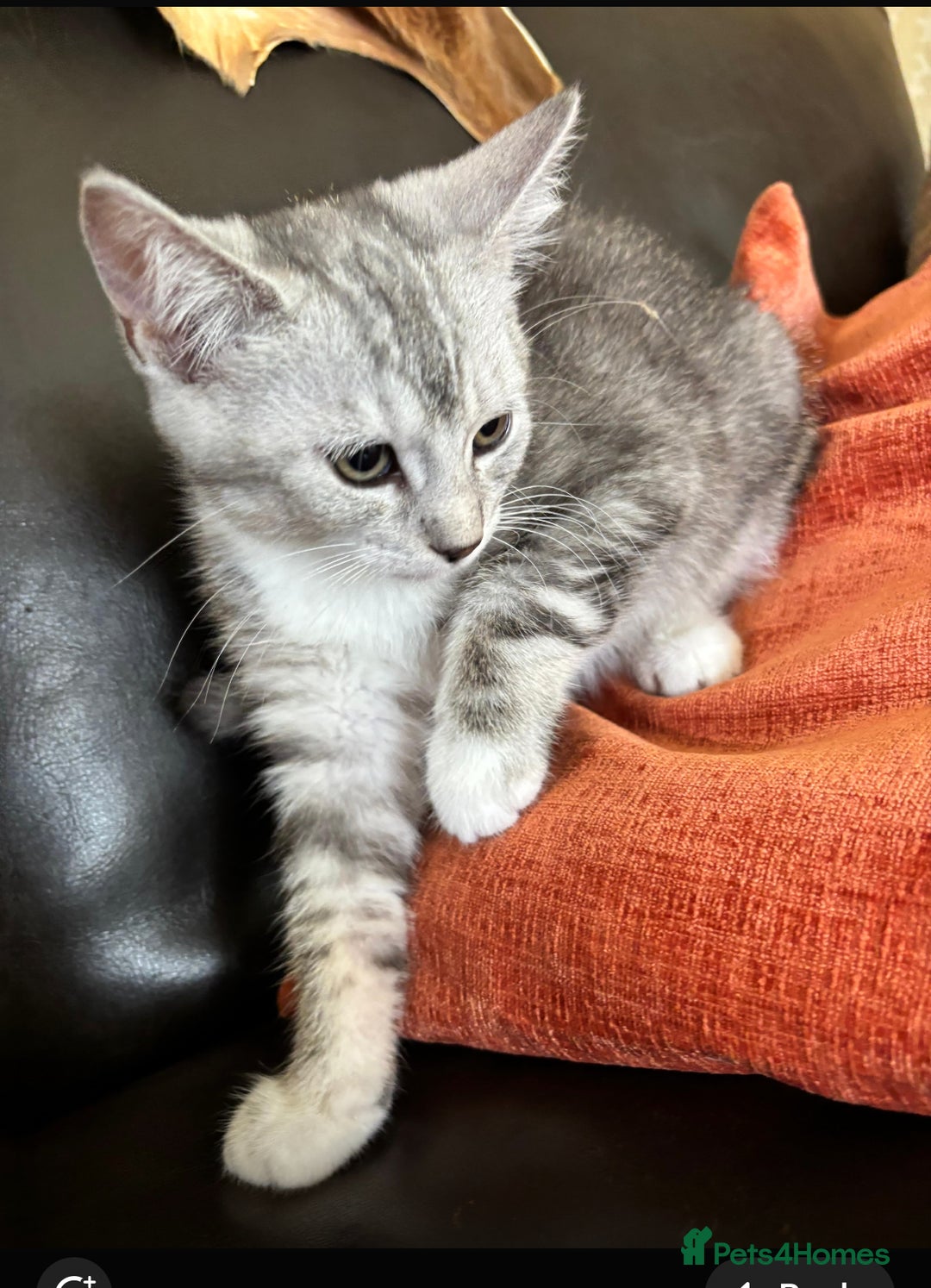 Mixed Breed cats for sale: Last 6 persian mix kittens ready now - Image 2