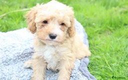 Cavapoochon dogs for sale: Stunning litter of Cavapoochons Ready Thursday  - Image 3