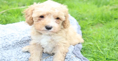 Cavapoochon dogs - Advert 5