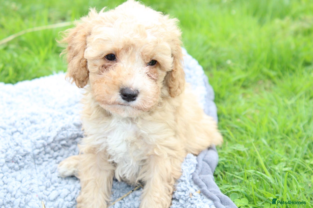 Cavapoochon dogs for sale: Stunning litter of Cavapoochons Ready Thursday  - Image 3