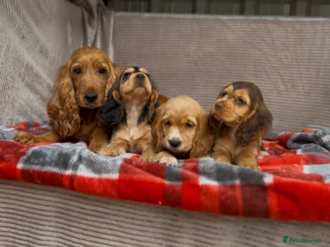 Cocker Spaniel dogs for sale: STUNNING COCKER SPANIEL PUPPIES  - Image 19