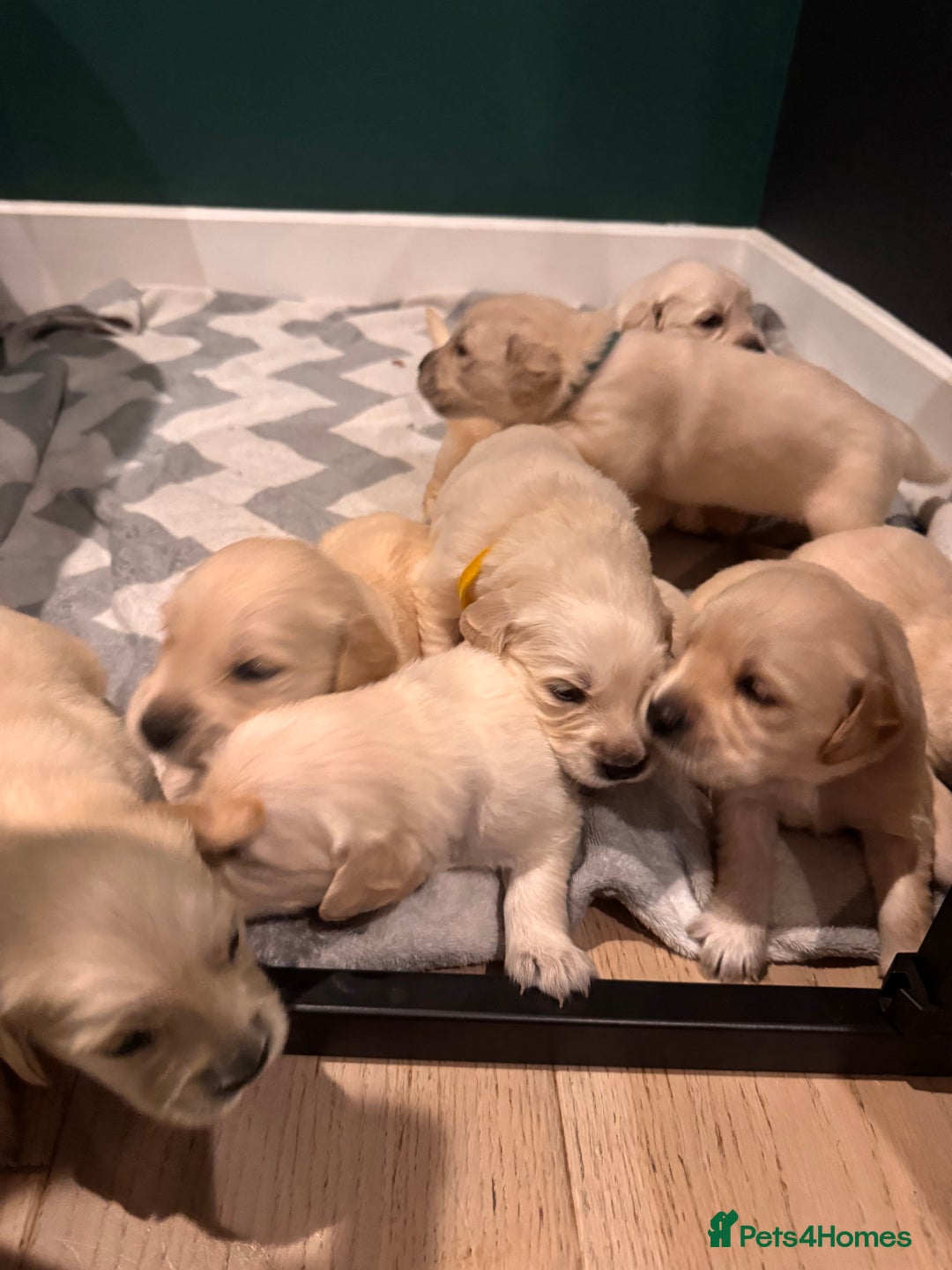 Golden Retriever dogs for sale: Champion line-KC Reg. Golden Retriever Puppies💖💙 - Advert 11