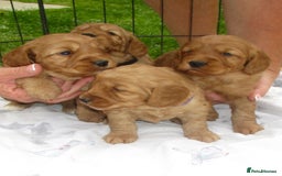 Cockapoo dogs for sale: Stunning F1 cockapoo puppies  - Image 1