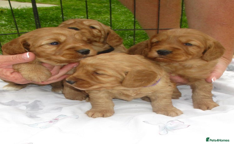 Cockapoo dogs - Advert 3
