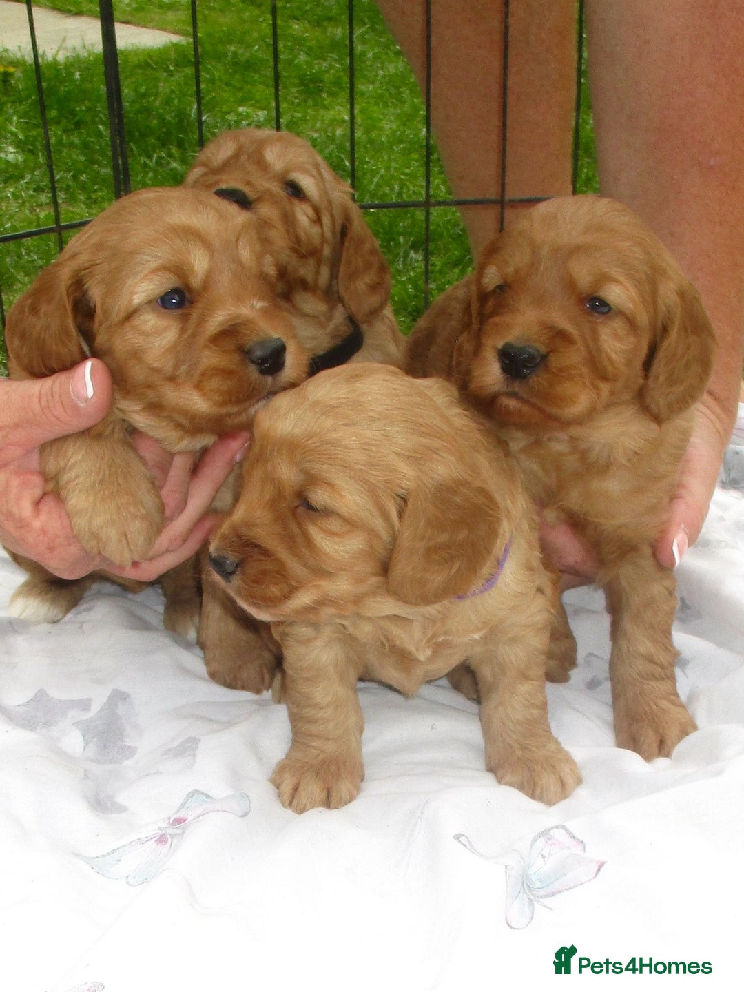 Cockapoo dogs for sale: Stunning F1 cockapoo puppies  - Image 1