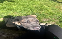 Cane Corso dogs for sale: Male Cane Corso - Image 13