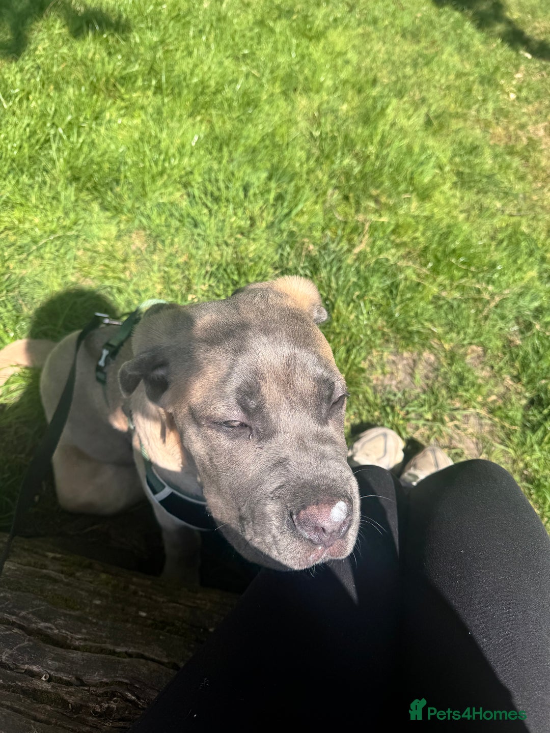 Cane Corso dogs for sale: Male Cane Corso - Image 13