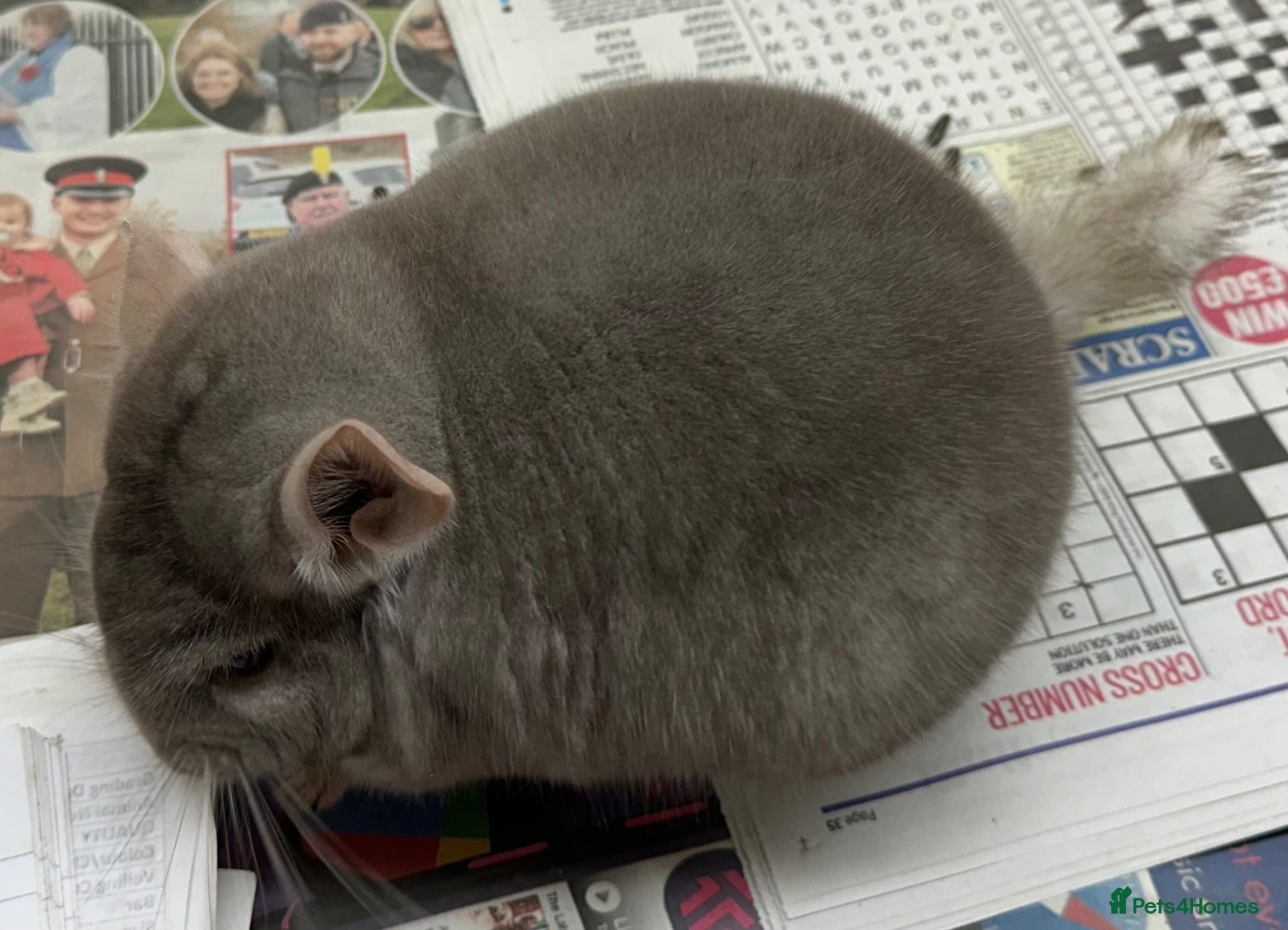 Chinchilla rodents Teddy, beautiful Beige boy - Advert 10
