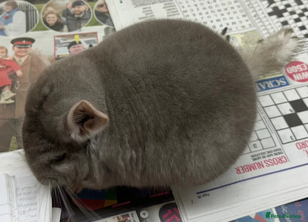 Chinchilla rodents for sale: Teddy, beautiful Beige boy - Advert 2