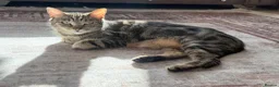 British Shorthair cats for sale: ❤️🩵❤️British shorthair x tabby kittens 💙🩵❤️ - Advert 8