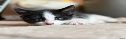 Mixed Breed cats for sale: Adorable black & white boy kittens - ready in 2wks - Advert 10
