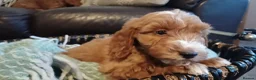 Cockapoo dogs for sale: Cockapoo puppies for sale - Advert 12