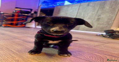 Mixed Breed dogs - Advert 11
