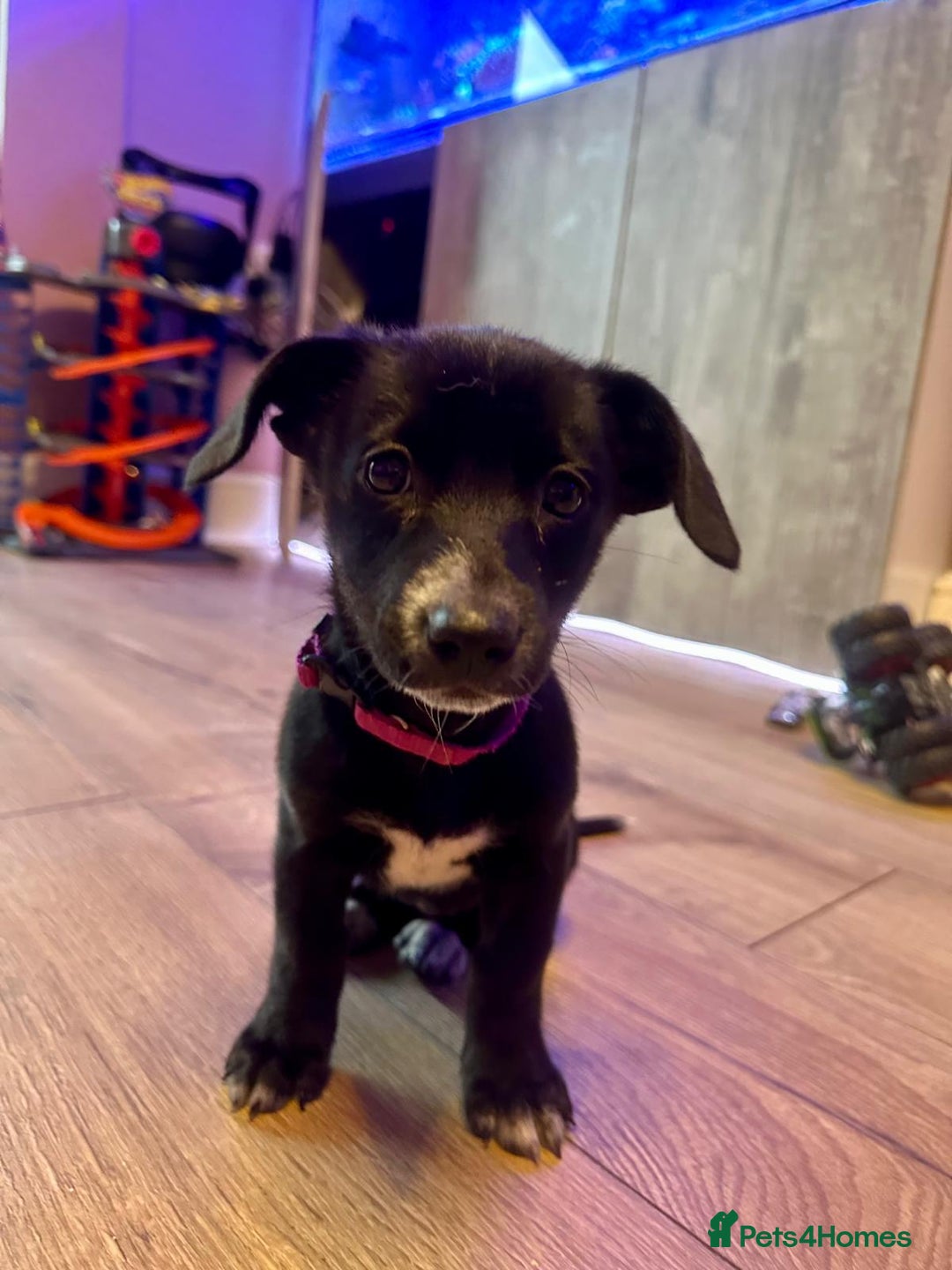 Mixed Breed dogs for sale: ONE PUPPY Left Pomsky x miniature dachshund pups  - Image 3