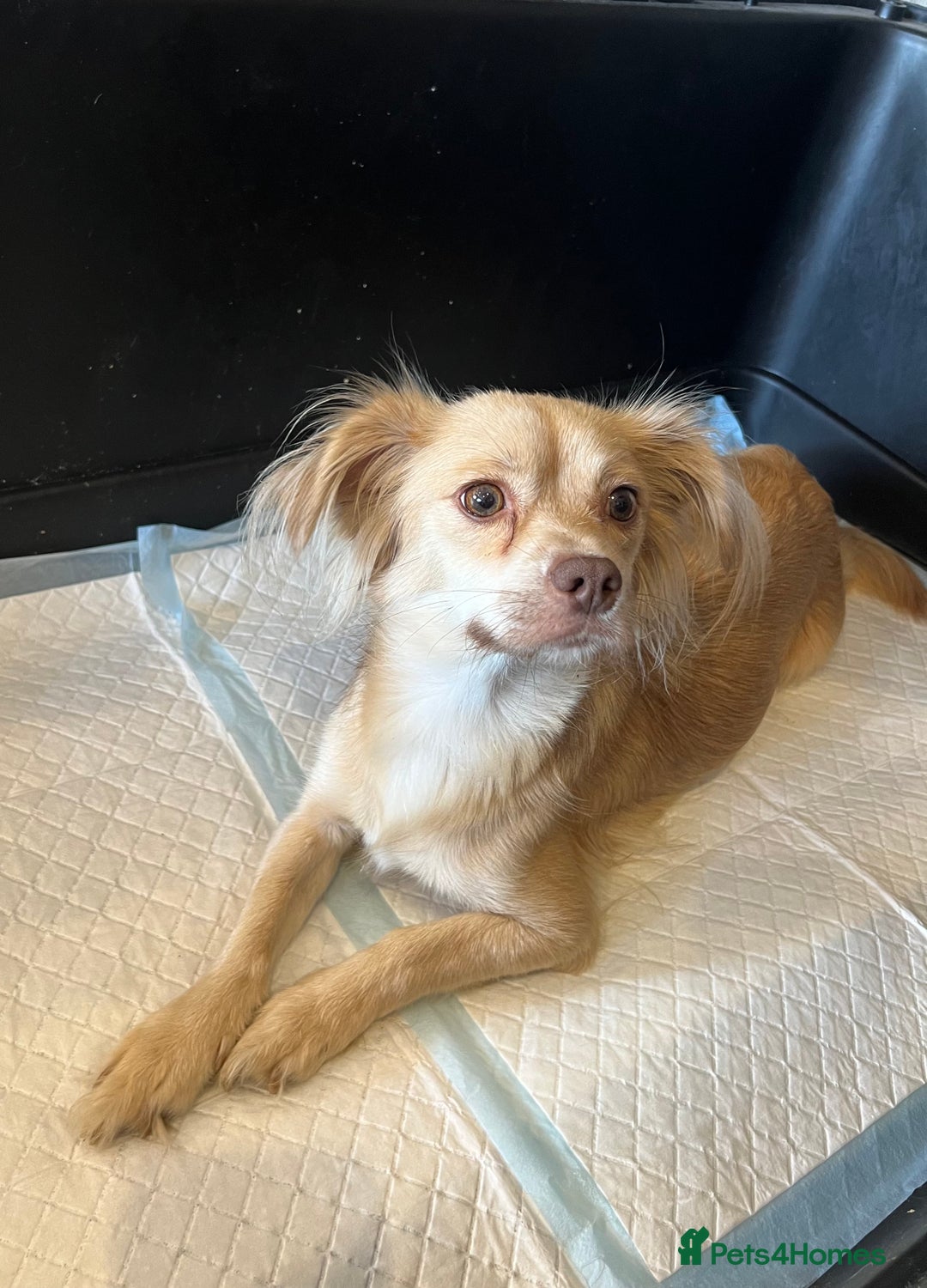 Mixed Breed dogs for sale: Chihuahua cross terrier puppies  - Image 24