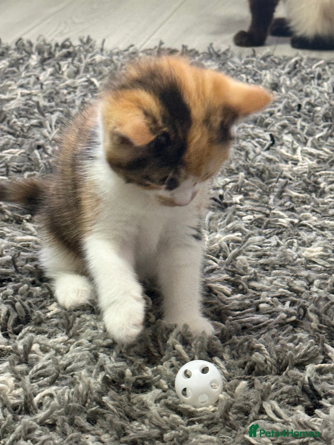 Ragdoll cats for sale: Adorable Ragdoll/Turkish Angora Female Kitten - Image 4