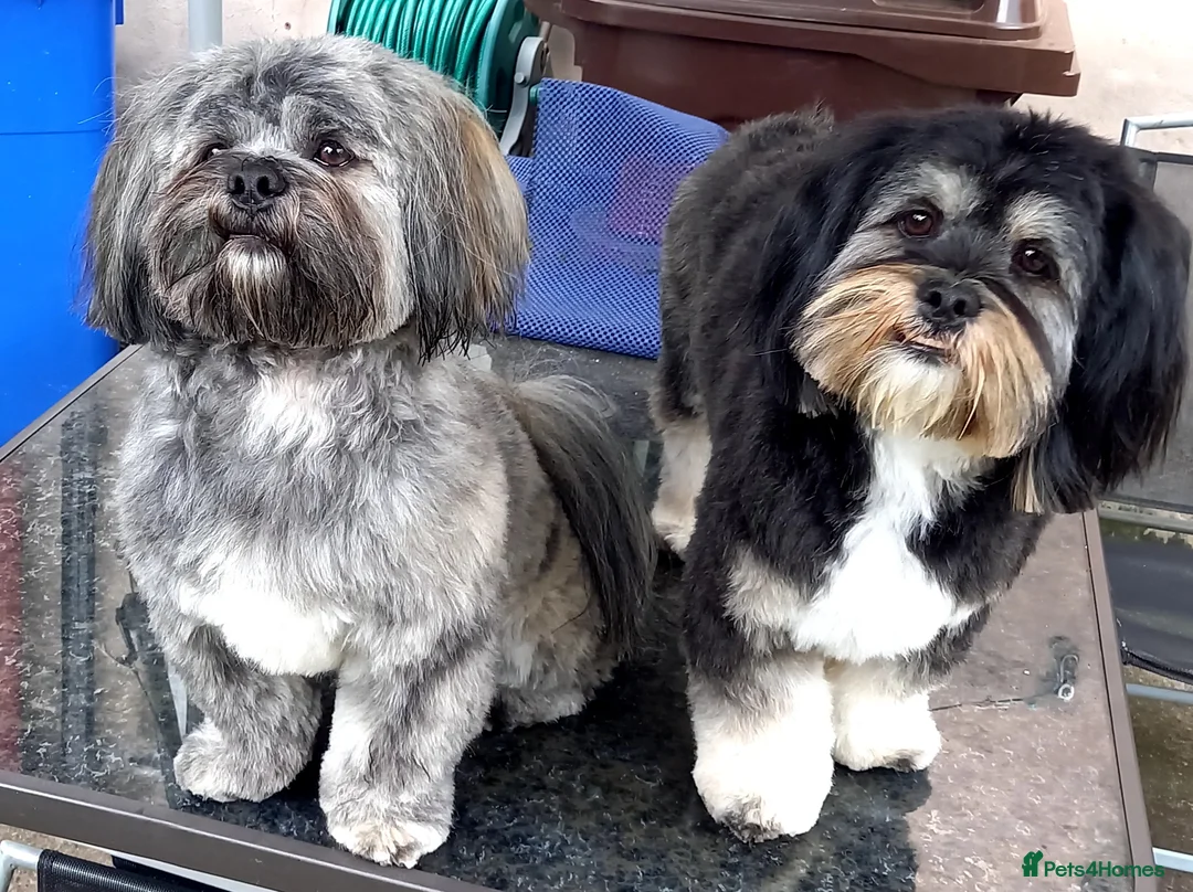 Lhasa Apso dogs for stud: Pedigree male dogs for stud in Sheffield - Advert 2