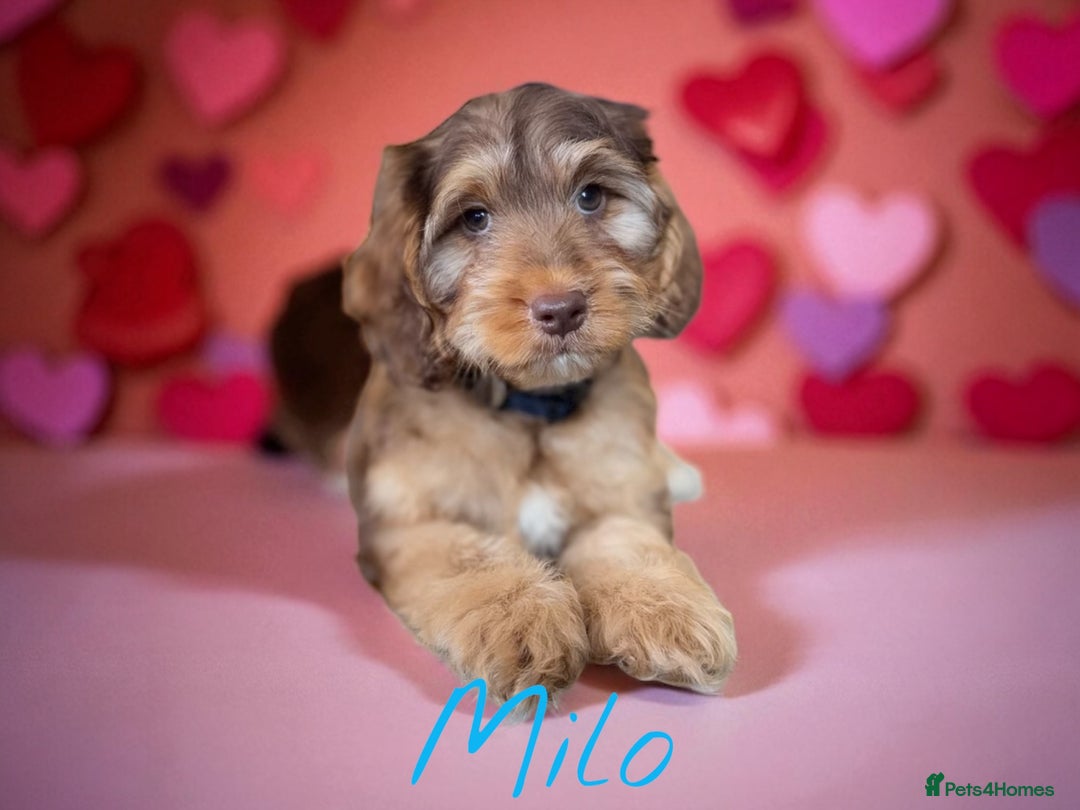 Cockapoo dogs for sale: ⭐️REDUCED⭐️READY NOW⭐️beautiful DNA clear F1 - Image 1