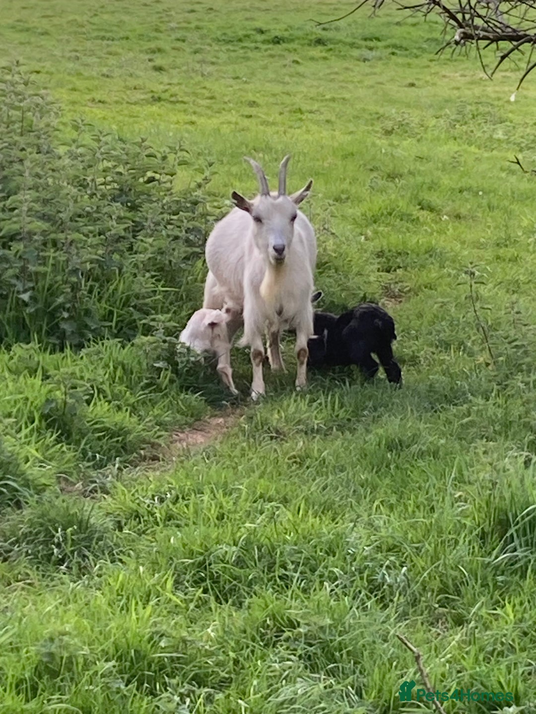 Goats livestock for sale: Gorgeous pigmy goats for sale - Image 16