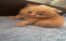 Persian cats for sale: Persian Kittens For Sale - Image 2