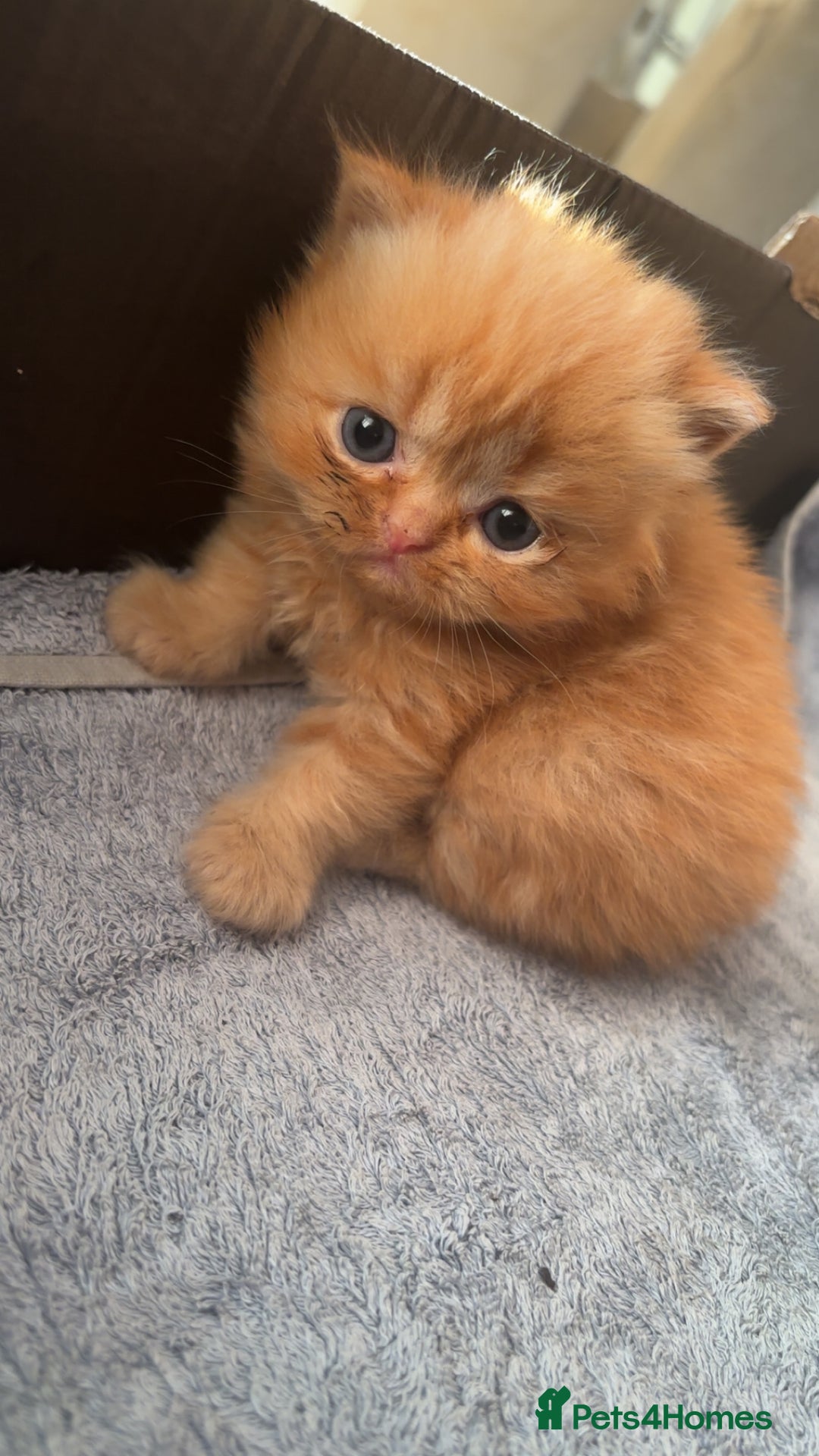 Persian cats for sale: Persian Kittens For Sale - Image 2