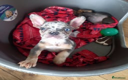 French Bulldog dogs for sale: French bulldog puppies - Image 6