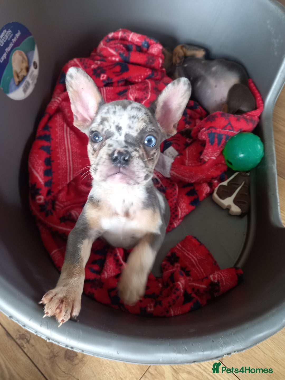 French Bulldog dogs for sale: French bulldog puppies - Image 6