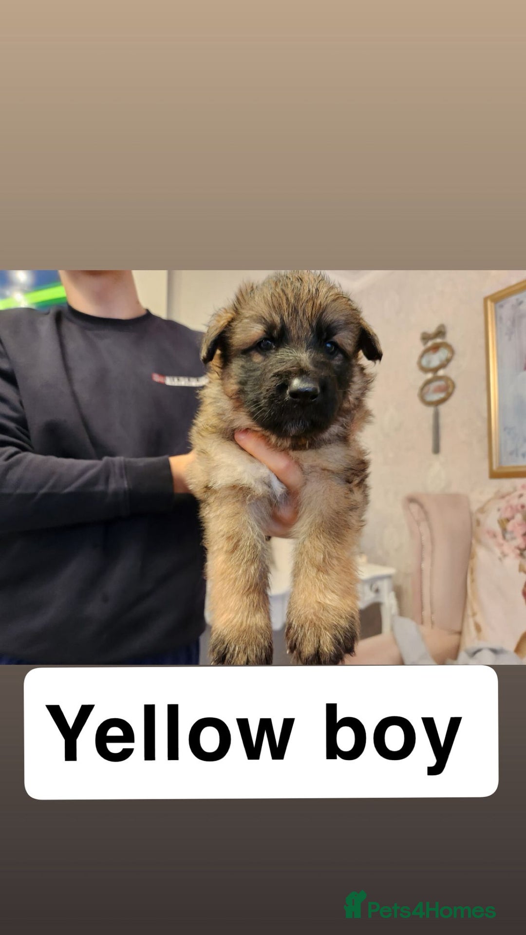 German Shepherd dogs for sale: Medium haired German shepherd pups  - Advert 4