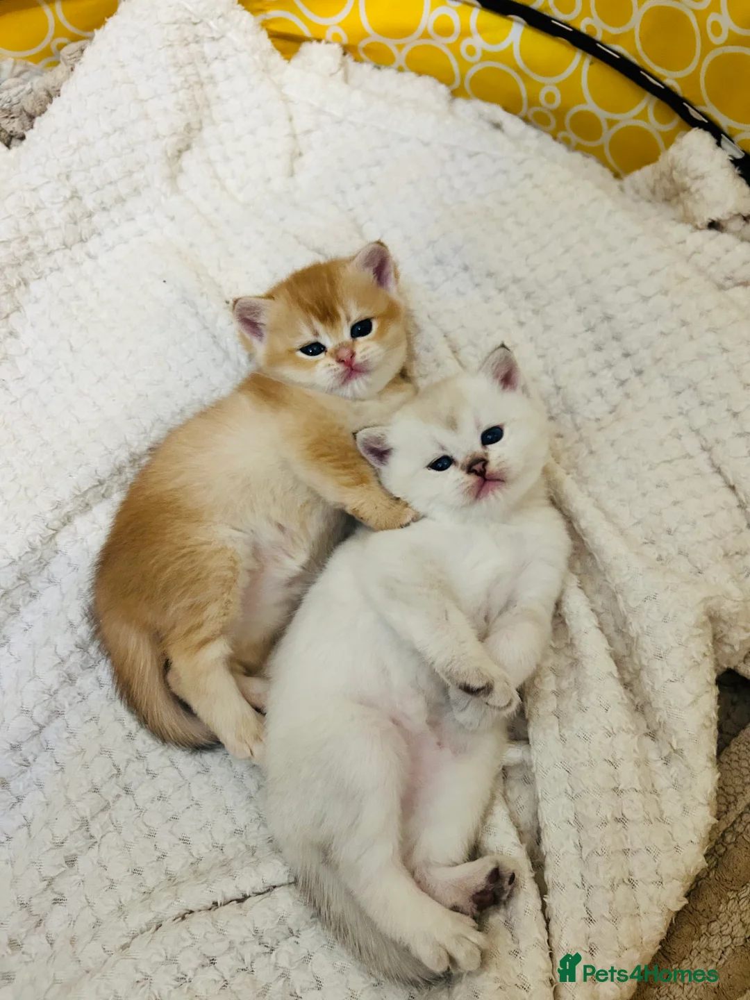 Scottish Fold cats for sale: Fall in love Reservations open beautiful kitties  - Advert 12