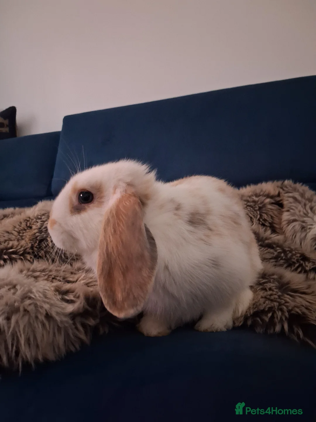 English Lop rabbits for sale: English lop  ready to go now! - Advert 2