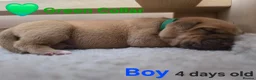 Mixed Breed dogs for sale: Stunning Dogue de Bordeaux / Mastiff puppies - Advert 6
