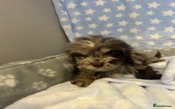 Cockapoo dogs for sale: 5 cockapoo boys for sale - Image 13