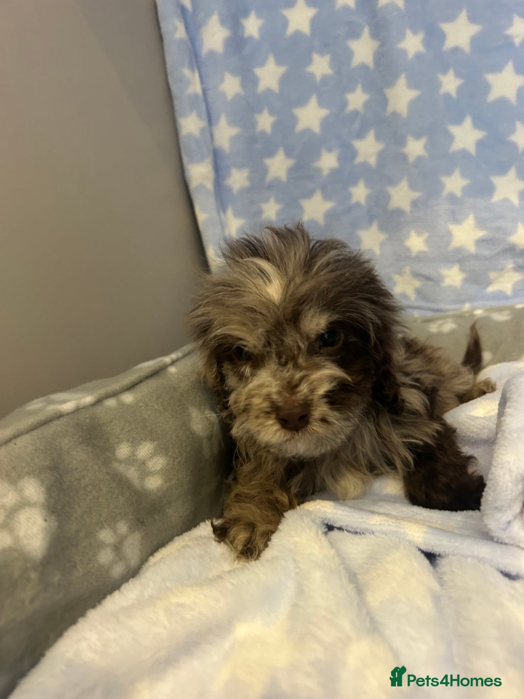 Cockapoo dogs for sale: 5 cockapoo boys for sale - Image 13