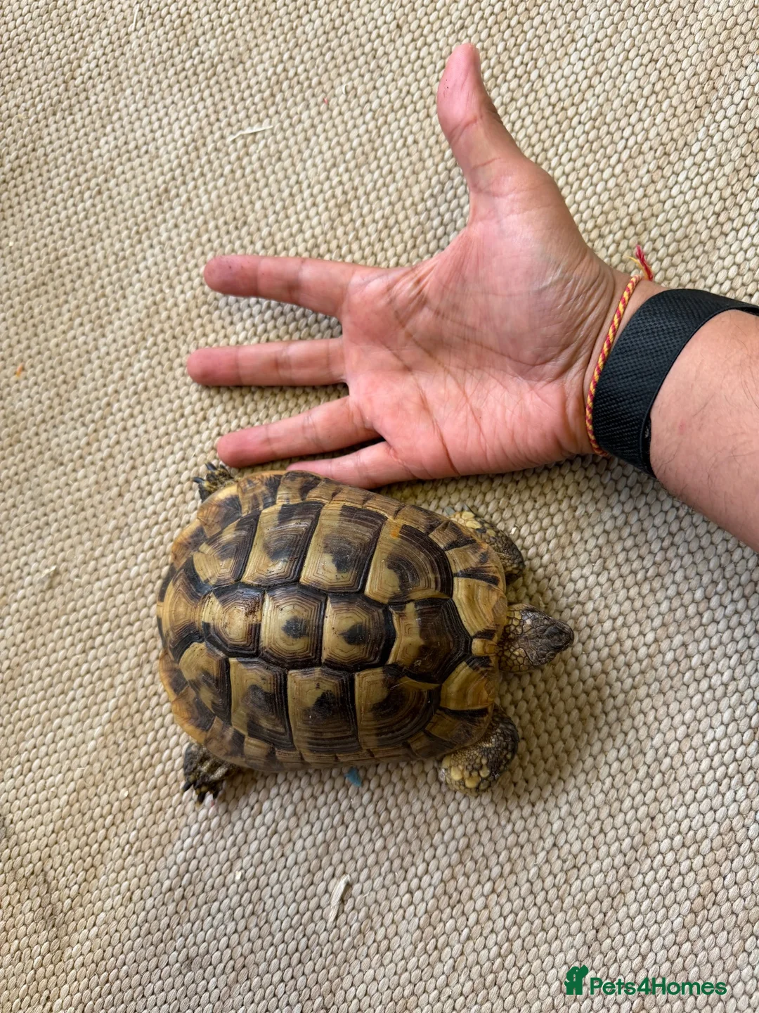 Hermann Tortoise reptiles for sale: Pair of Hermann's Tortoises with Complete Setup - Advert 2