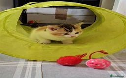 Mixed Breed cats for sale: 3 Adorable Fluffy Kittens - Image 12