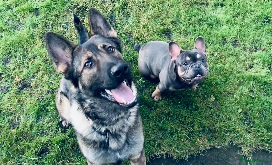 German Shepherd dogs for sale: German Shepherd female  - Advert 2