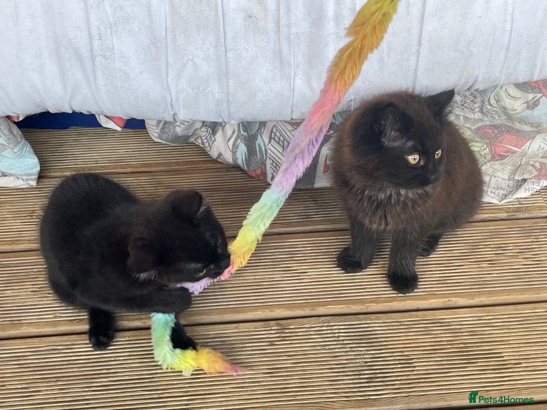 Mixed Breed cats for sale: Ready for forever homes NOW - Image 10