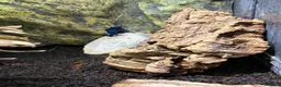 Frog reptiles for sale: Blue dart frogs - Advert 2