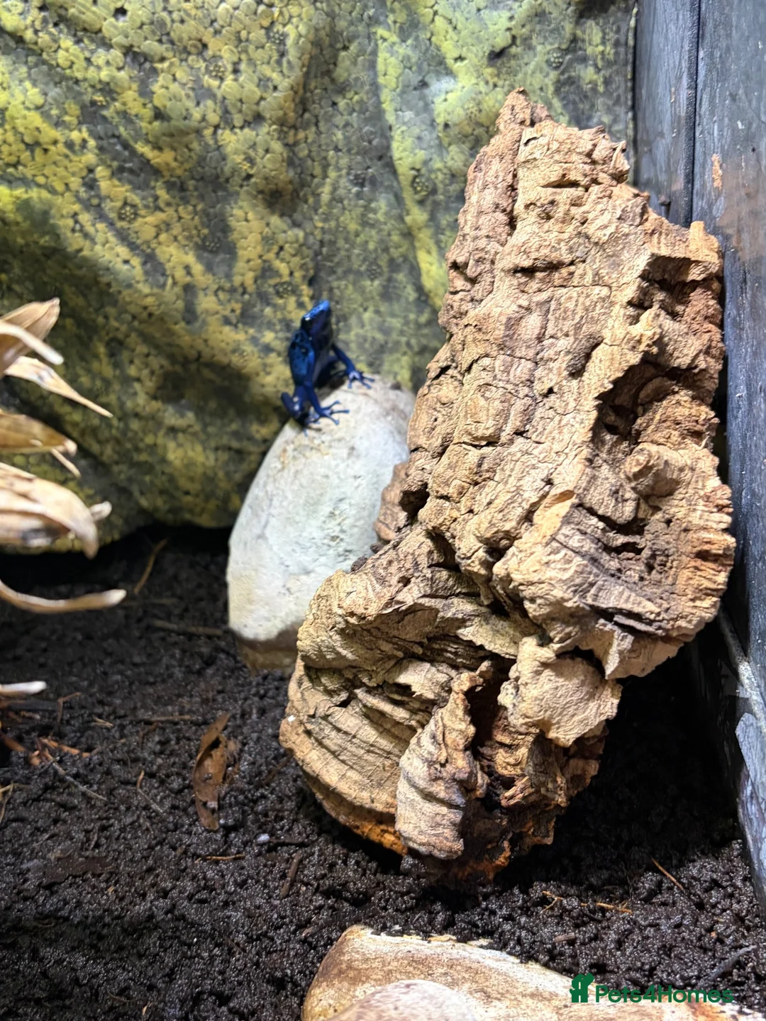 Frog reptiles for sale: Blue dart frogs - Advert 2