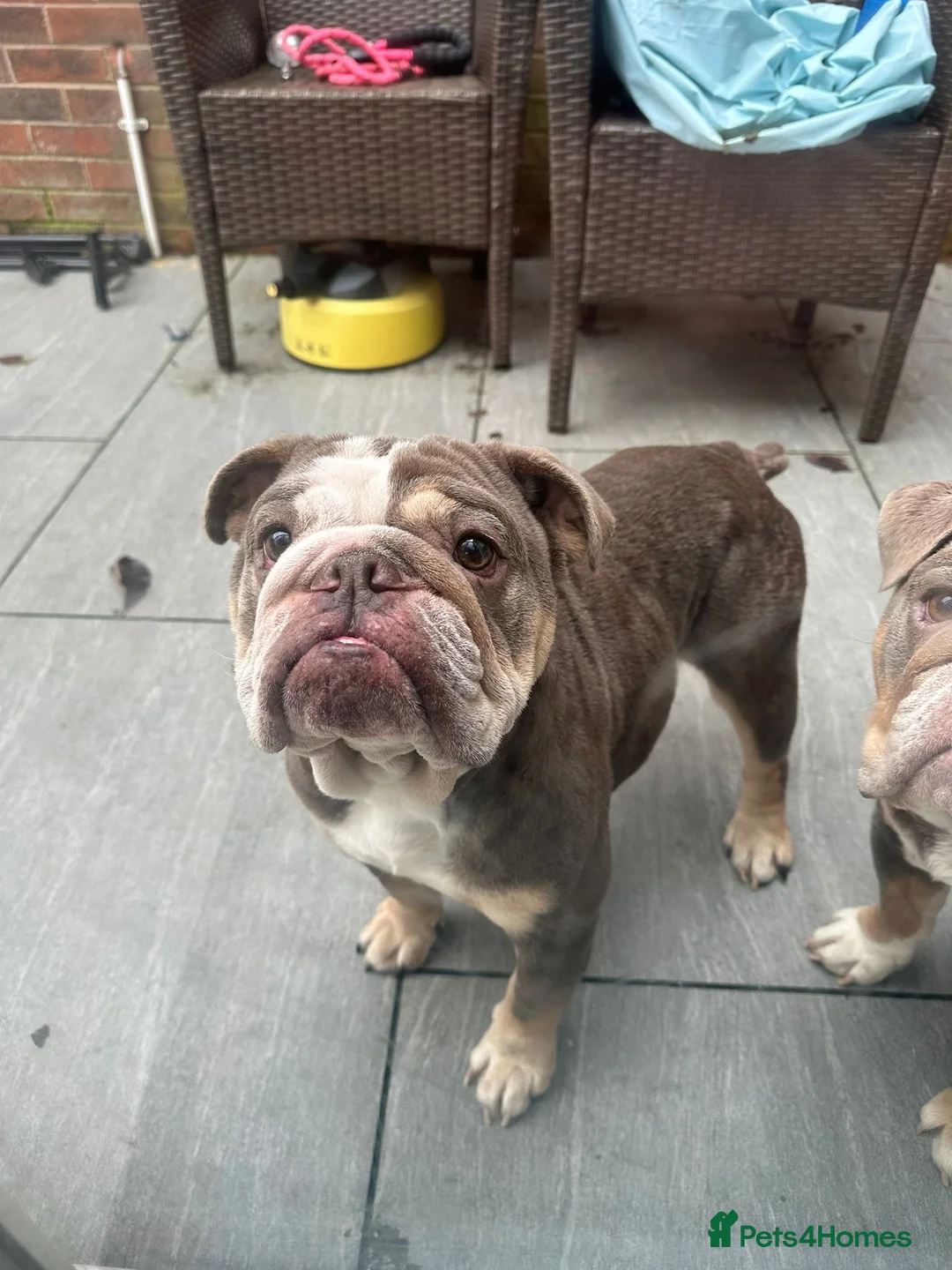 English Bulldog dogs for sale: Adult Female English bulldog  - Advert 2