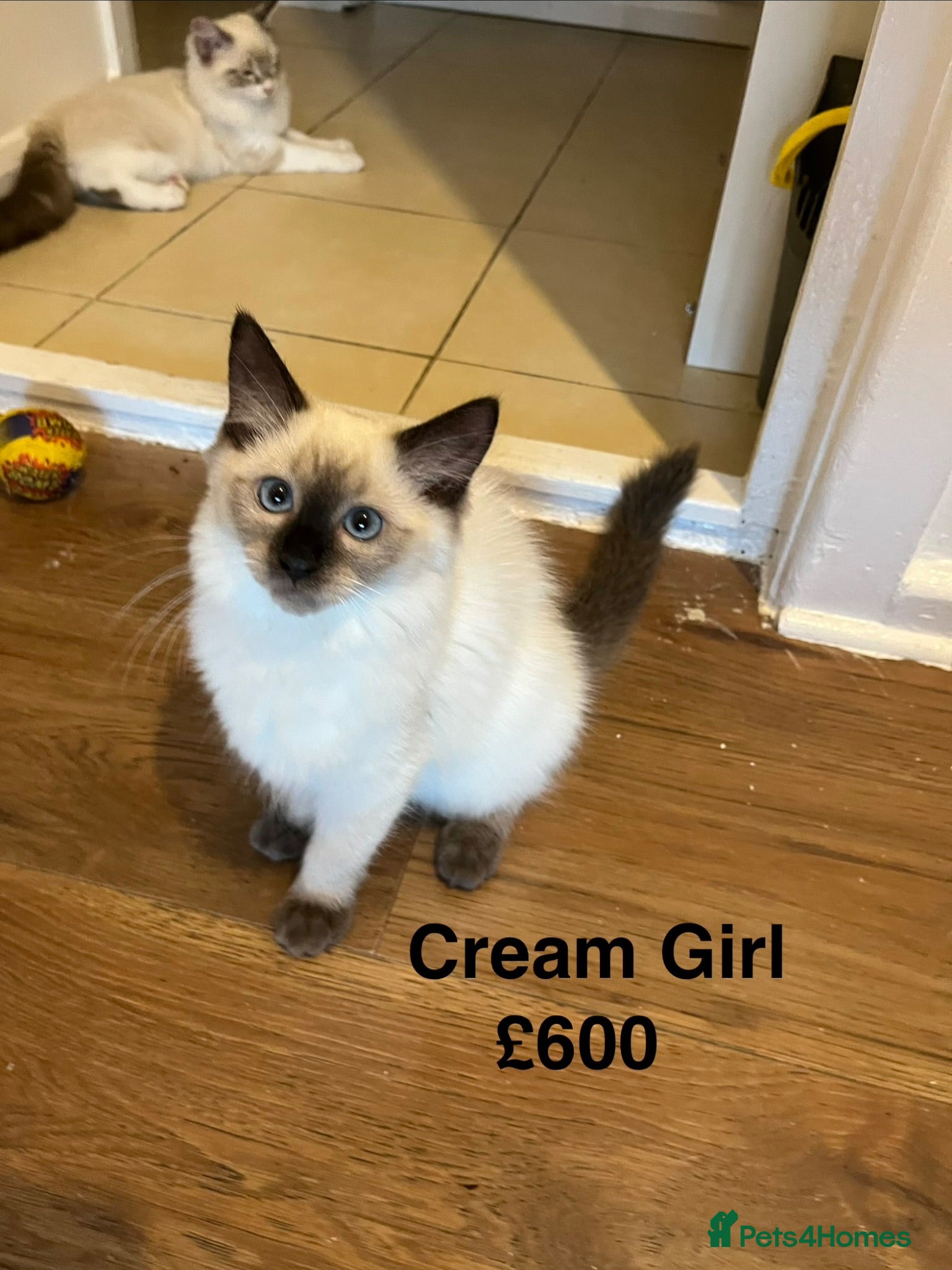Ragdoll cats 💖Fabulous Pure Ragdoll Kittens Waiting for Love❤️ - Advert 2