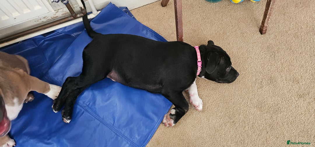 Staffordshire Bull Terrier dogs for sale: Staffordshire bull terrier puppies. - Image 8