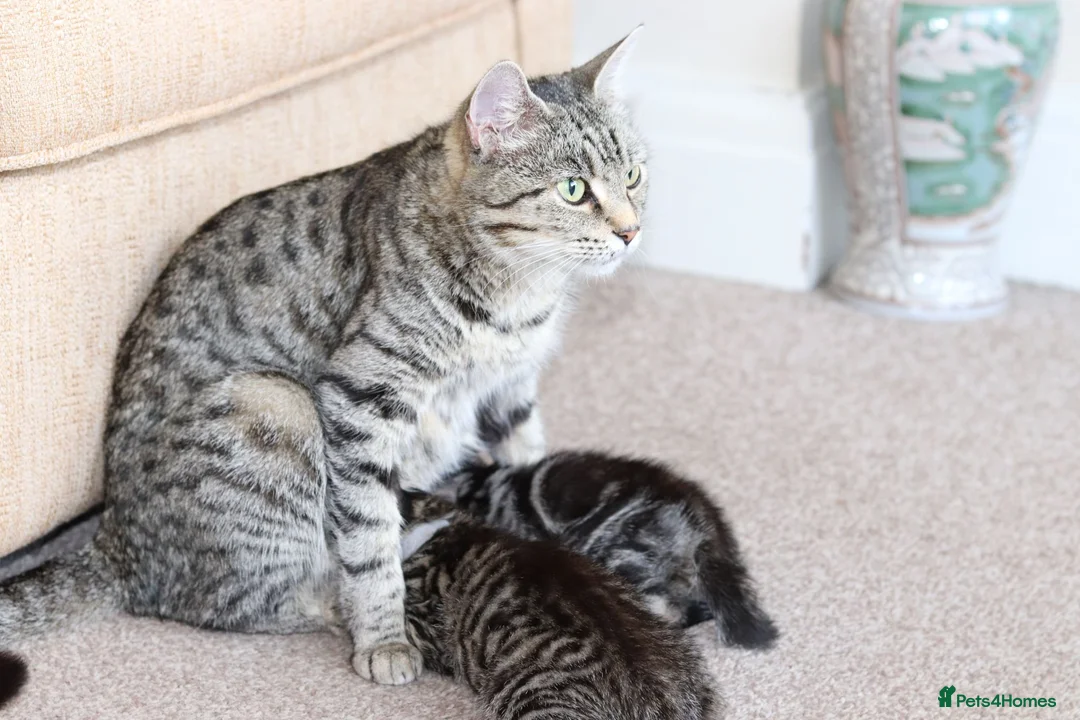 Mixed Breed cats for sale: Adorable Kittens Ready Soon - Advert 2