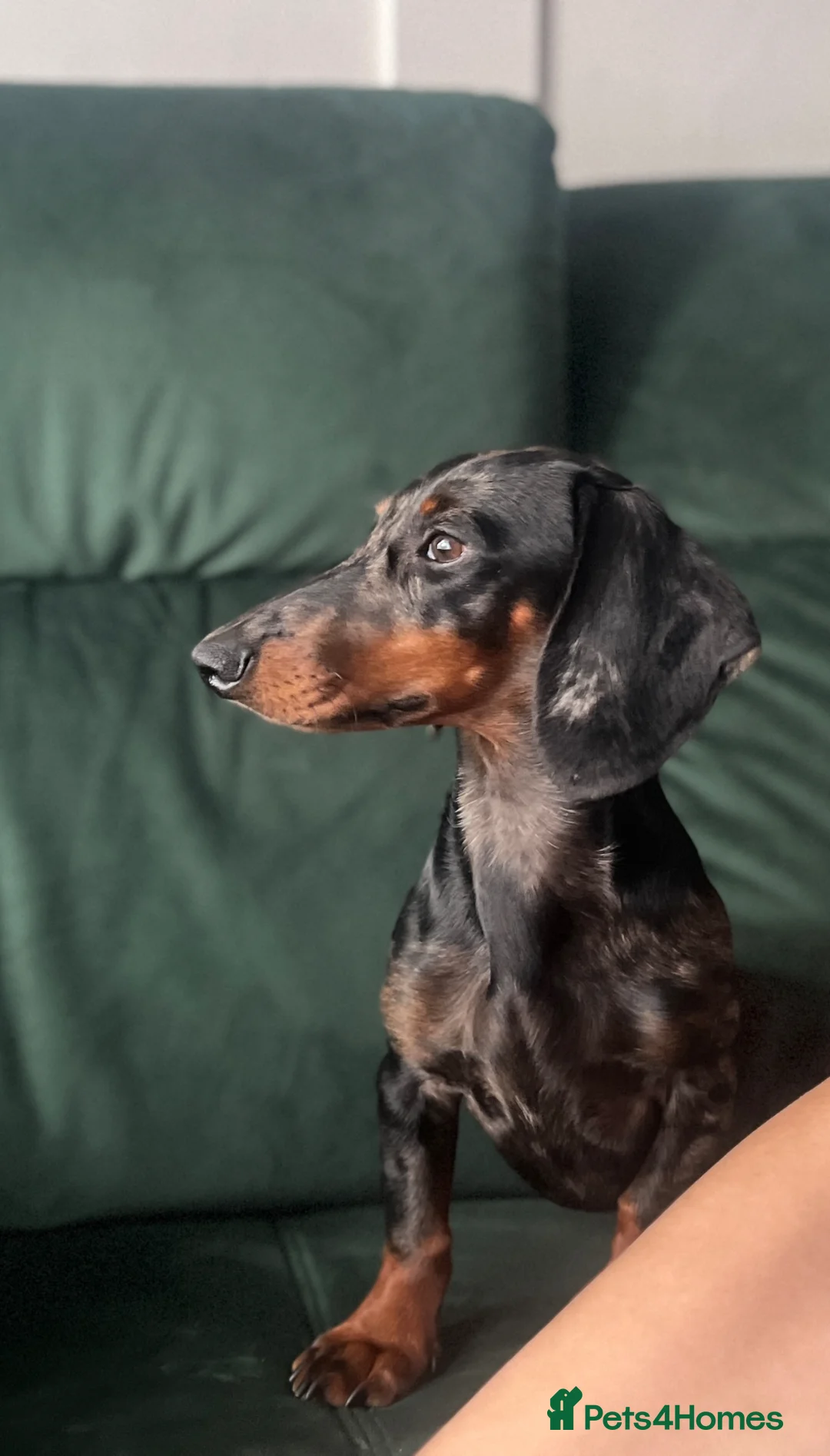 Dachshund dogs for stud: Dachshund available for stud in West Bromwich - Advert 3