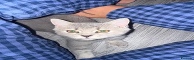 British Shorthair 4