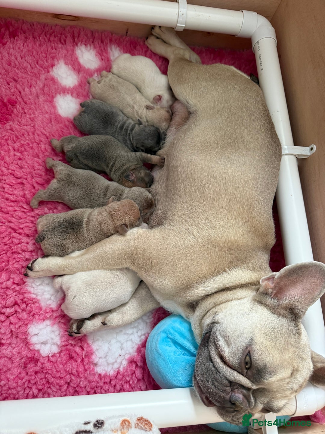 French Bulldog dogs for sale: French Bulldog gorgeous puppies - Image 18