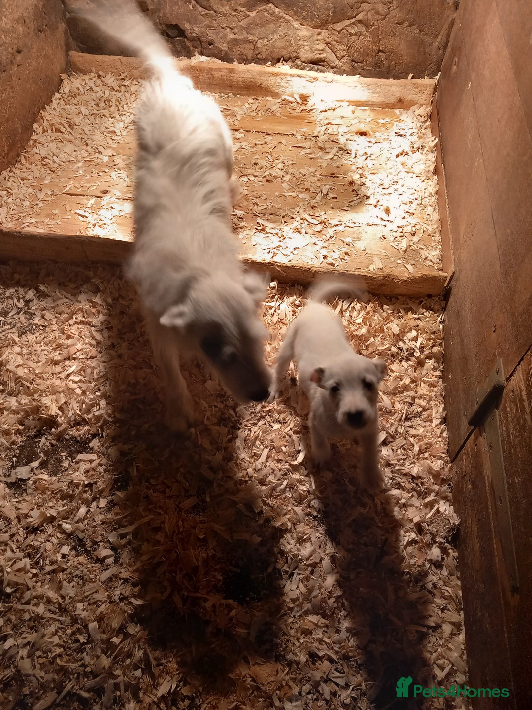 Parson Russell dogs for sale: Parson Russell Puppies  - Advert 10