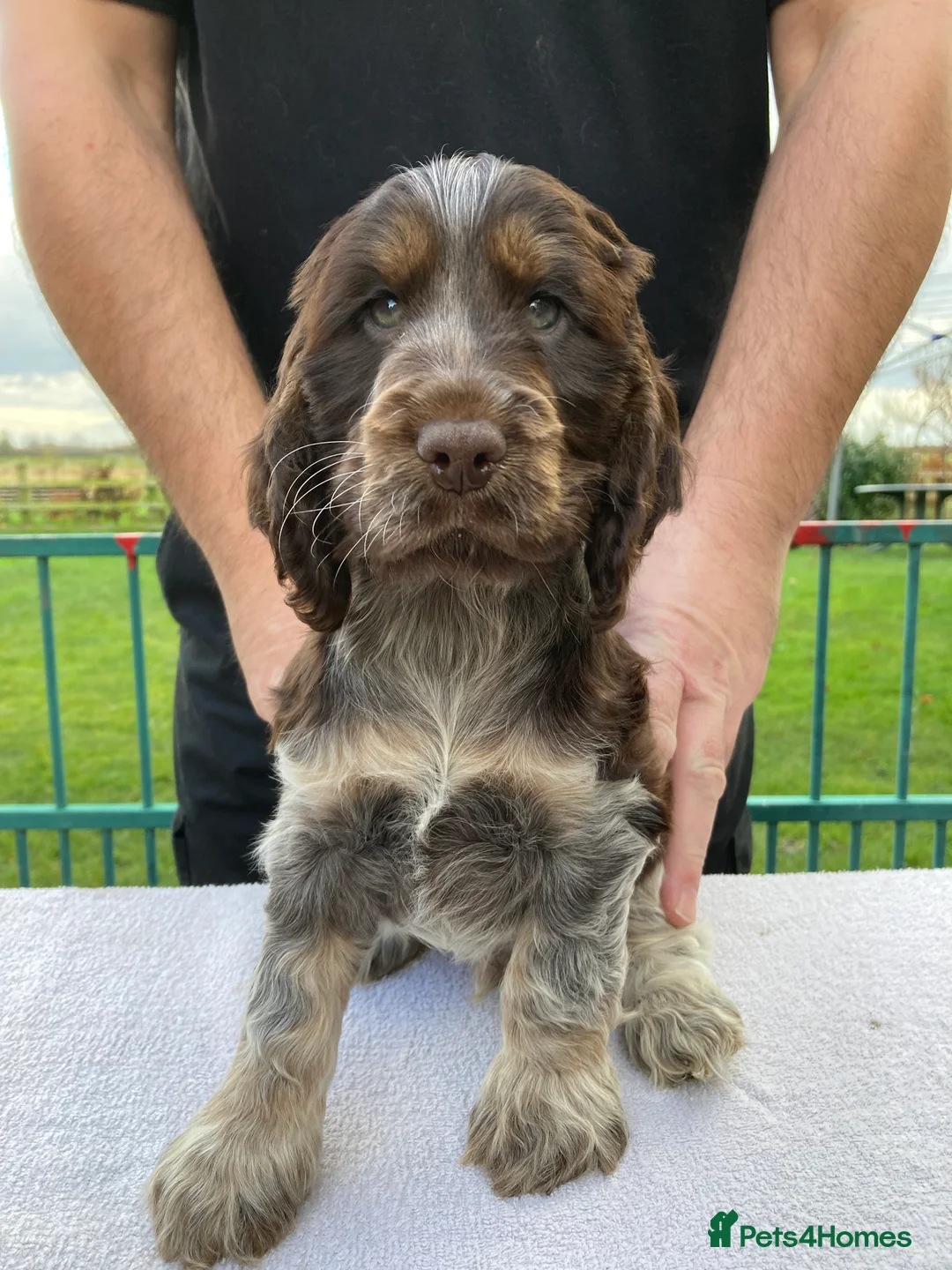 Cocker Spaniel dogs for stud: KC ‘Best Practice’ Health 🐾Show 🐾180+ pups born in Preston - Advert 14